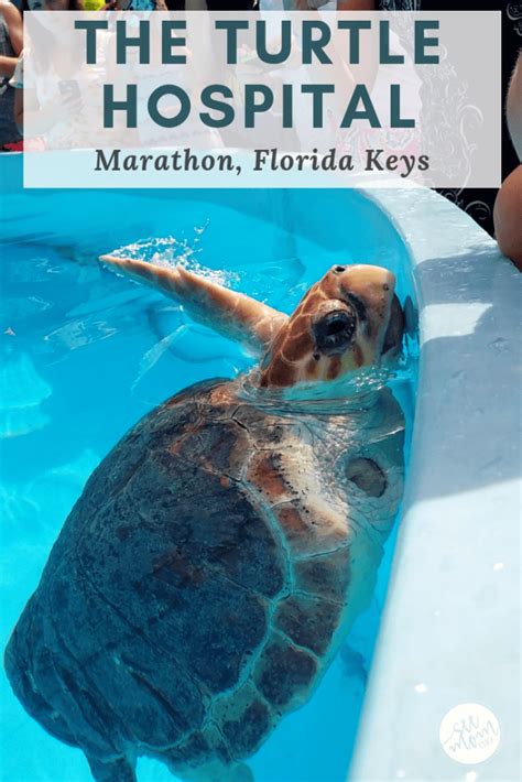 Turtle hospital marathon - The Turtle Hospital is located in Marathon, Florida at mile marker 48.5 - approximately 2.5 hours south of Miami and one hour north of Key West. The address is 2396 Overseas …